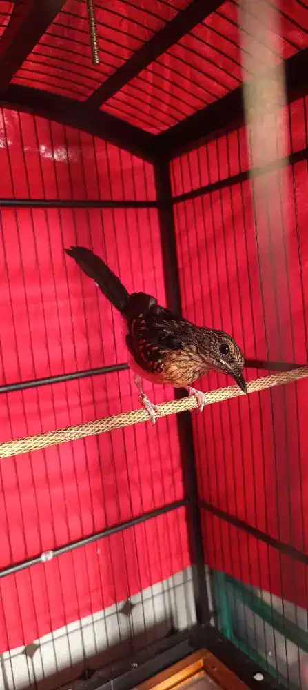 Murai batu burung murai lomba
