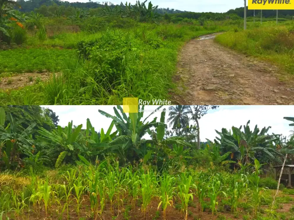 DIjual Tanah DI Huurun, Peluk Pandan, Pesawaran (Kode : AY 3559)