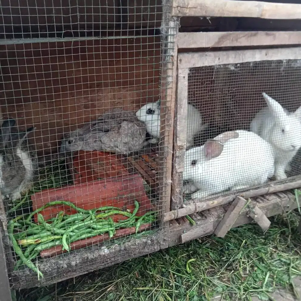 Kelinci Murah Usia 2 Bulan Mandiri, Sudah Bisa Makan Pelet/Rumput