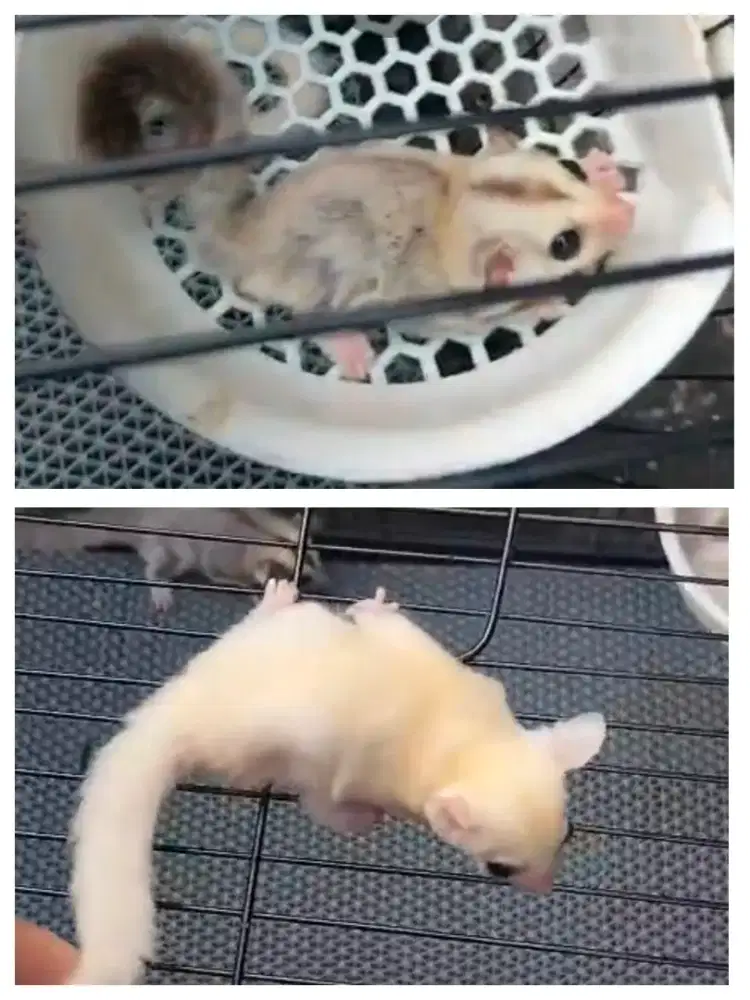 Sugar glider Joey sepasang (leu dan plat)