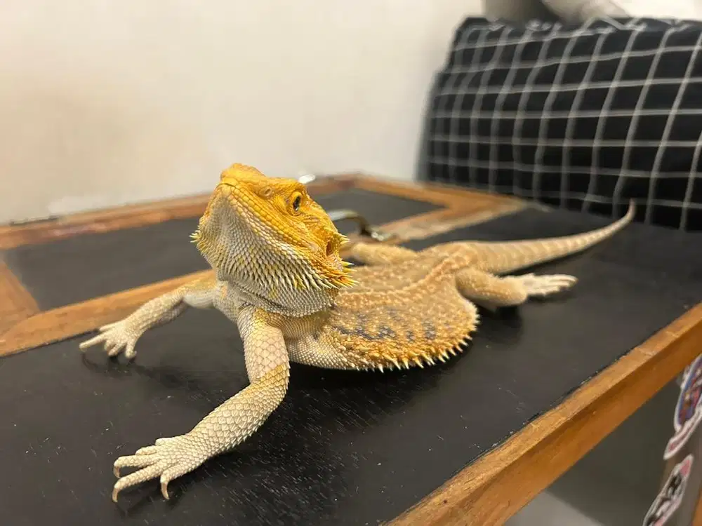 BEARDED DRAGON ( leatherback ) + KANDANG