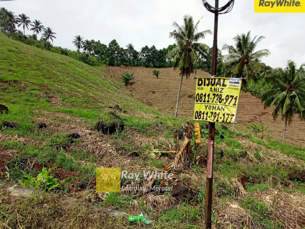 Dijual Tanah di Desa Pisang, Penengahan, Lampung Selatan (Kode : Ay 3562)
