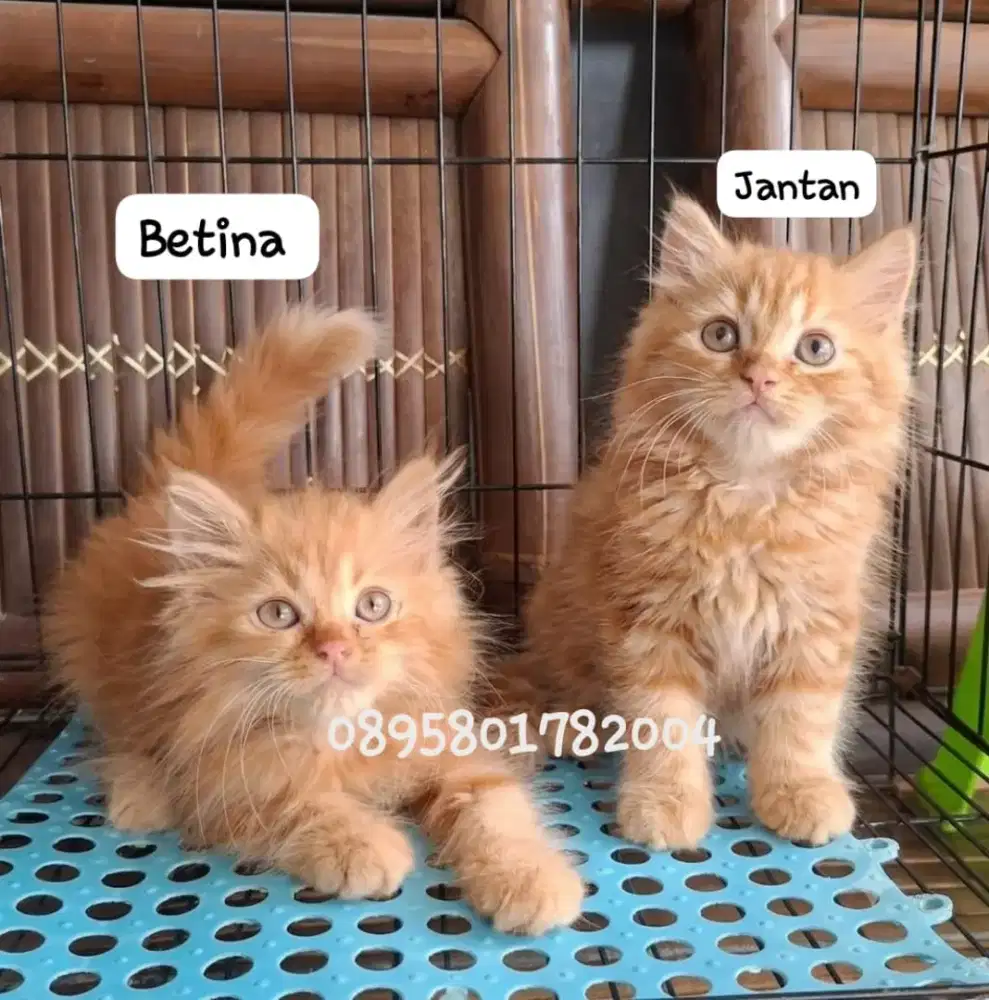 Anak kucing anggora/kitten persial  betina/kucing  persia  jantan
