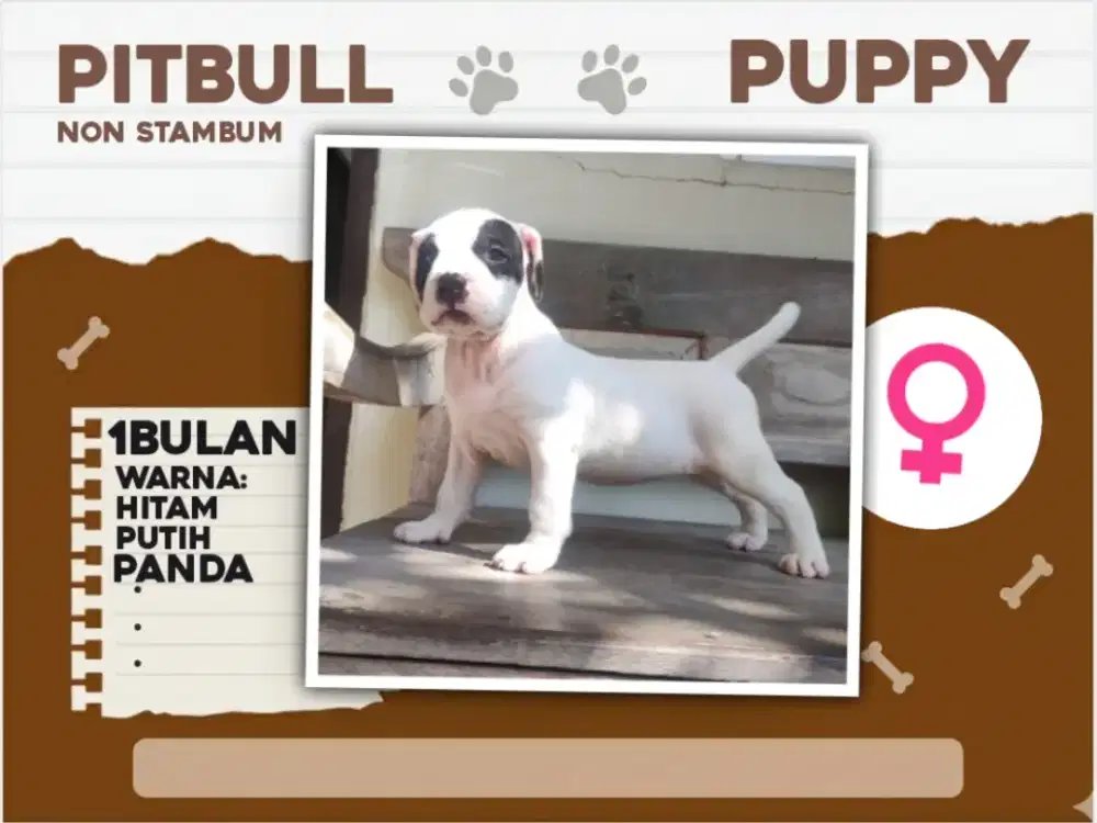 Anak Anjing Pitbull Puppy (Mata Panda) Hitam Putih Unik & Lucu