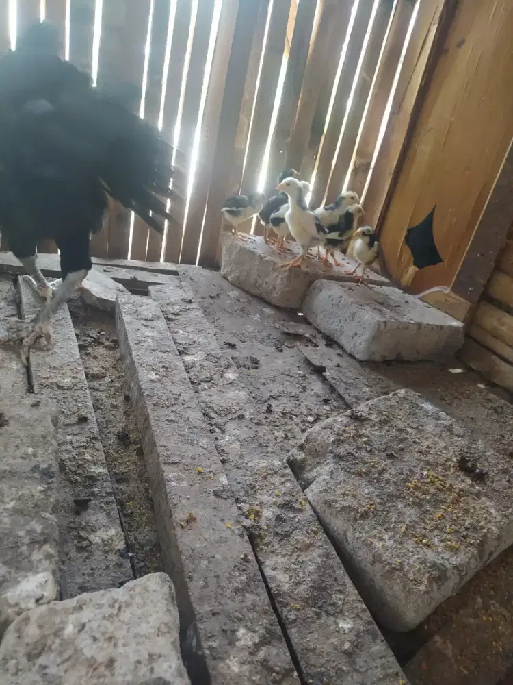 Anak  ayam  bangkok  usia  3 minggu