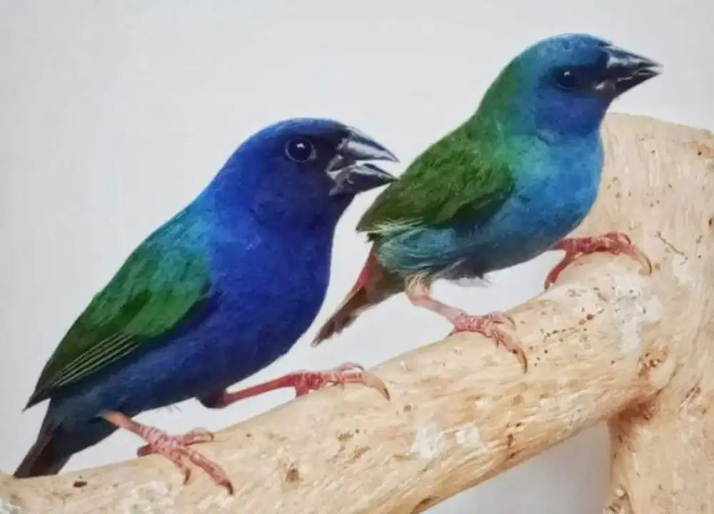 Sepasang Finch Tri Color