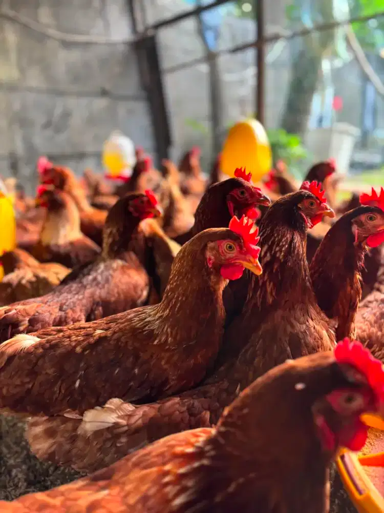 Ayam Petelur Siap Produksi