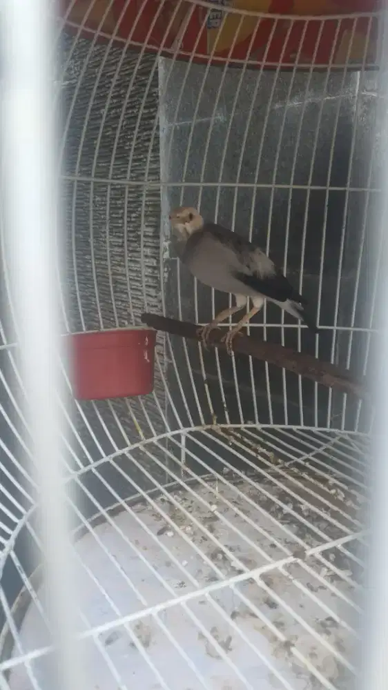 Jalak Hybrid full set