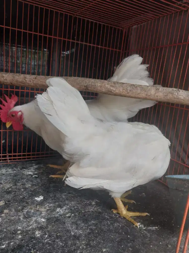 Ayam Kate Sepasang Warna Putih