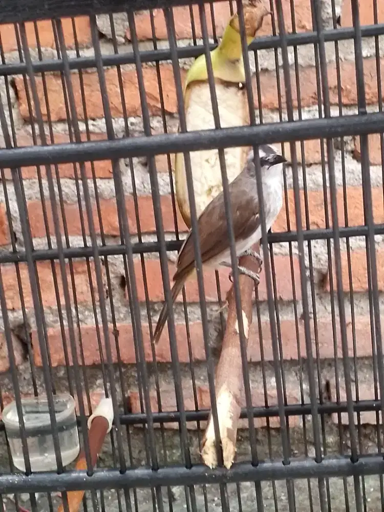 burung crucuk fullset gacor