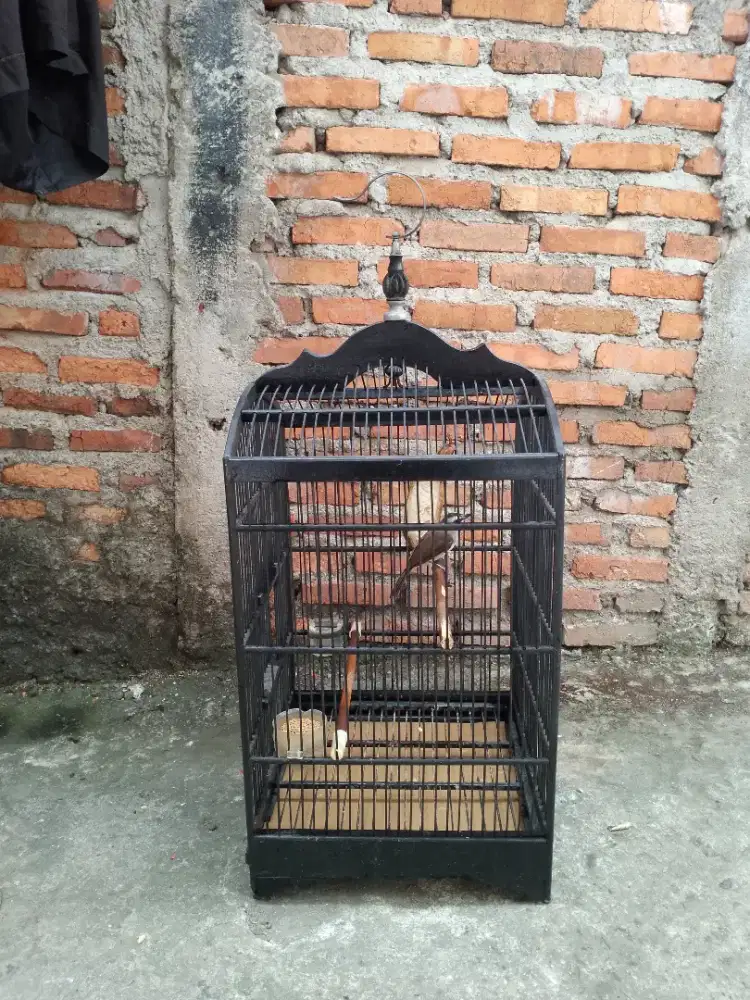 Dijual burung trucukan fullset rajin bunyi