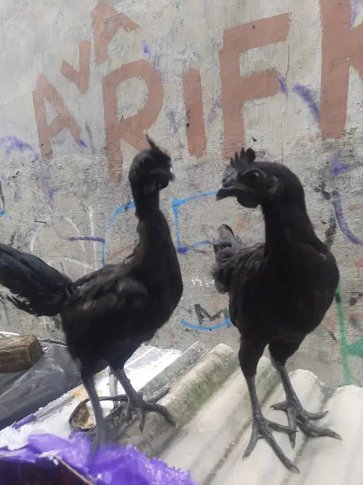 AYAM KAMPUNG BLASTER CEMANI (JANTAN)