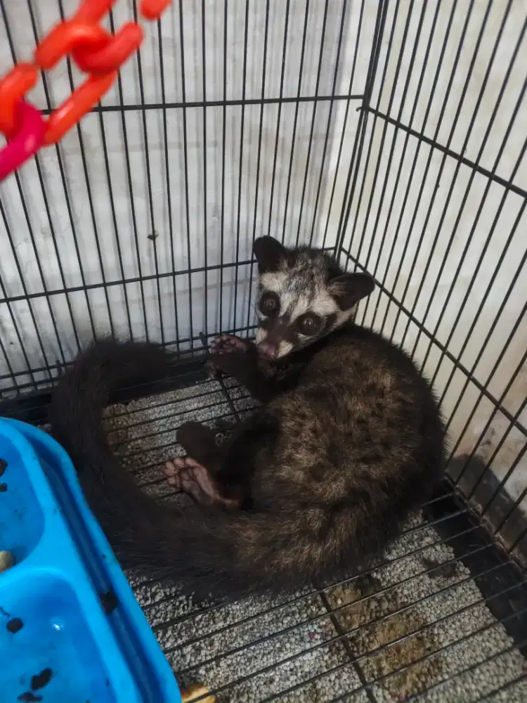 Musang Pandan 2bulan+