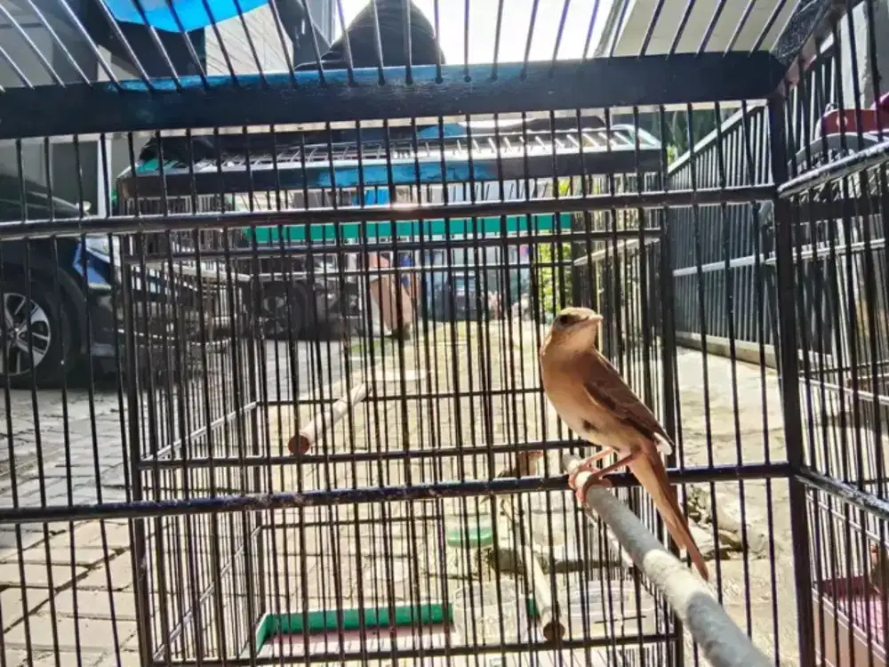 Burung siklon common jantan mulus