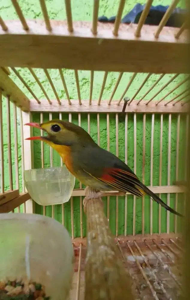 Burung robinhood jantan ngoceh ngeroll