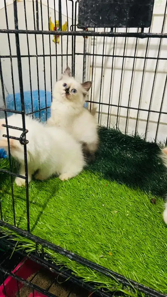 Kucing persia himalaya