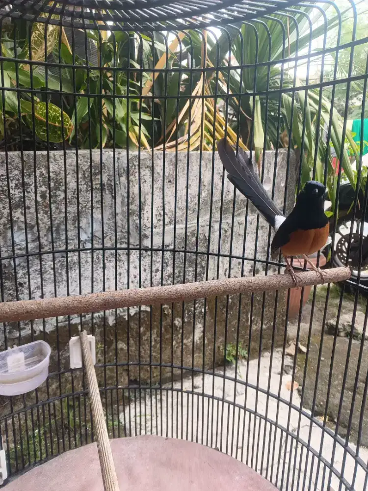 murai batu medan