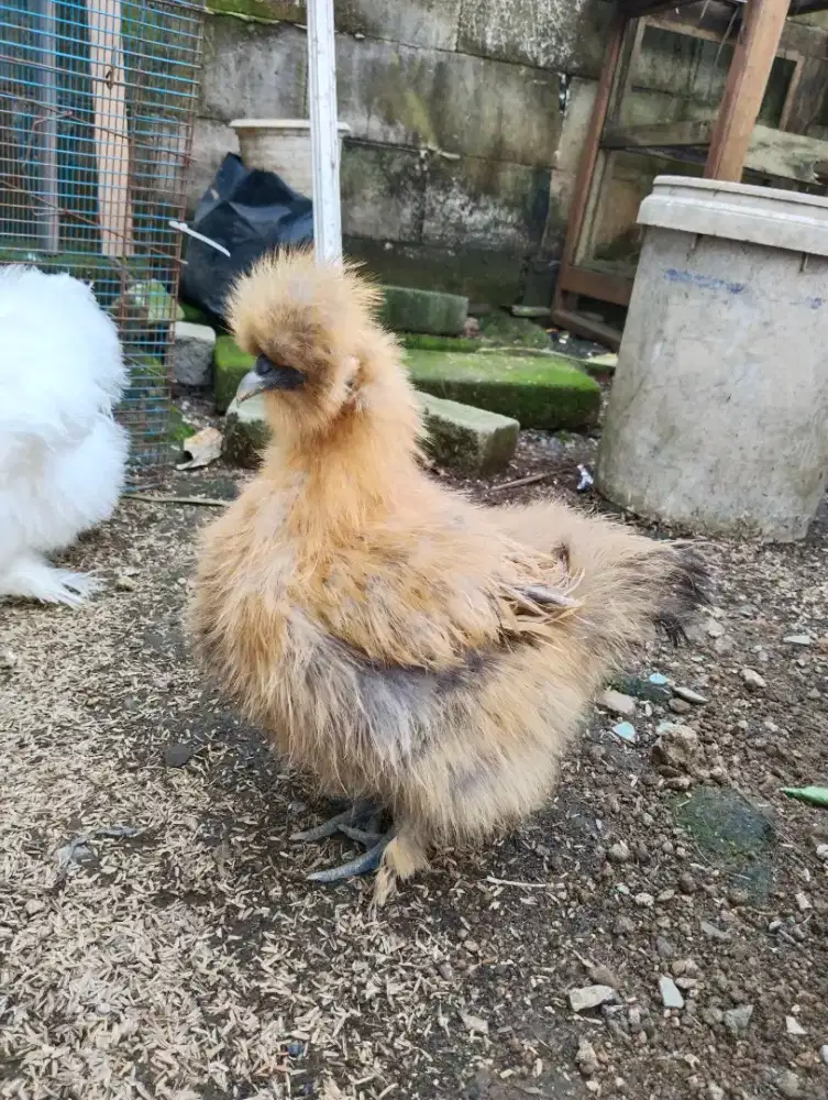Dijual 2 Ayam silky