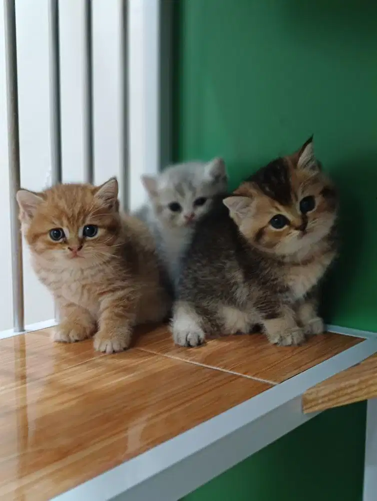 Kucing bSH golden