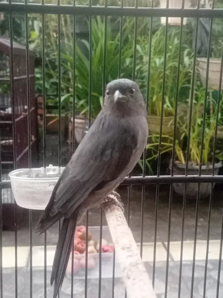 Srigunting abu2 mata jagung mulus.