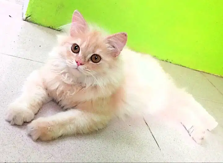 Jantan bigbon 3 bulan..