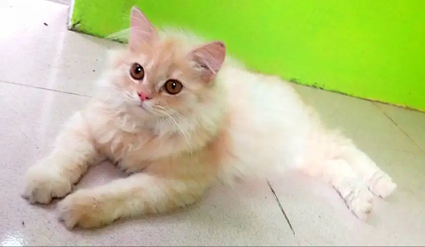 Jantan bigbon 3 bulan