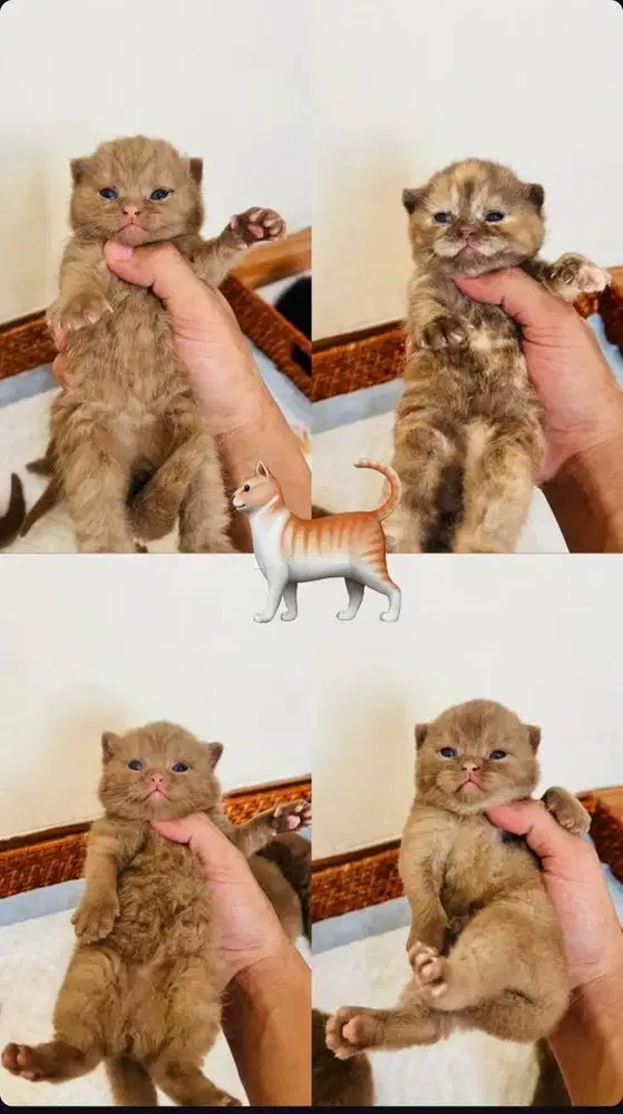 British Short Hair Cinnamon Solid & Cinnamon Tortie