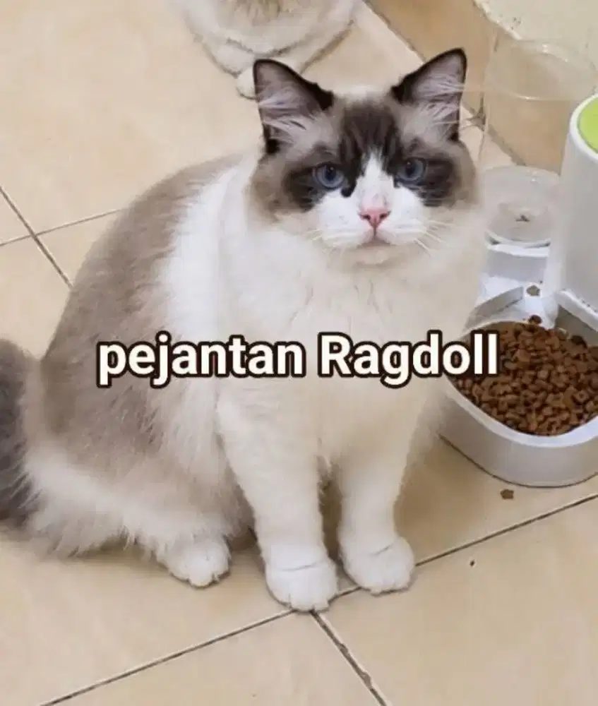 Ragdoll pejantan jago kawin