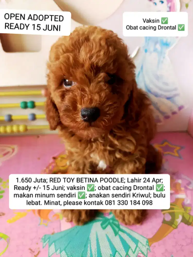 OPEN ADOPTED, READY 15 Juni RED TOY BETINA POODLE