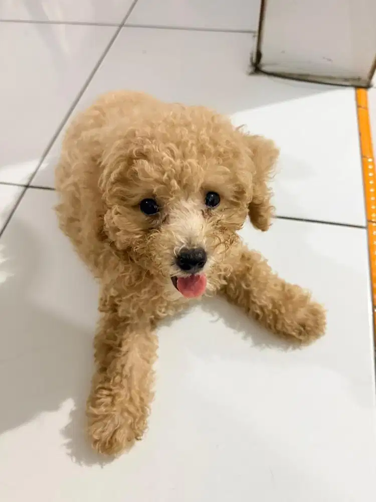 Poodle bernama bibel