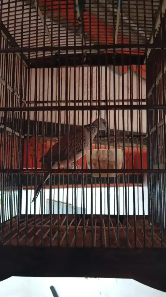 Burung tekukur kuk2 gacor fulset