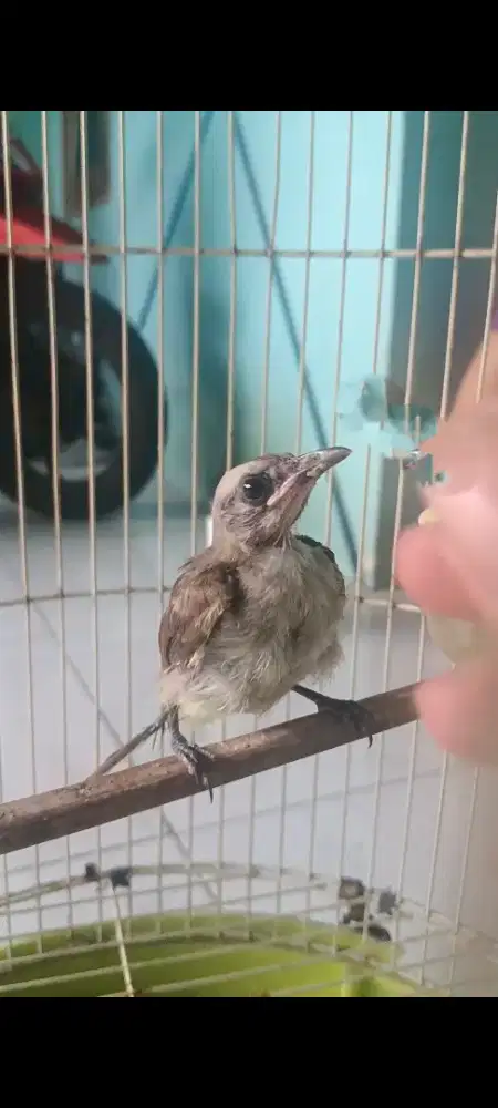 anakan trucukan barter burung lain