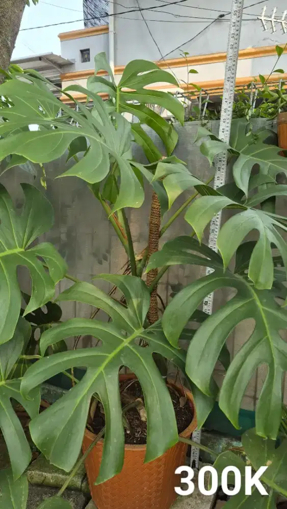 Tanaman Monstera