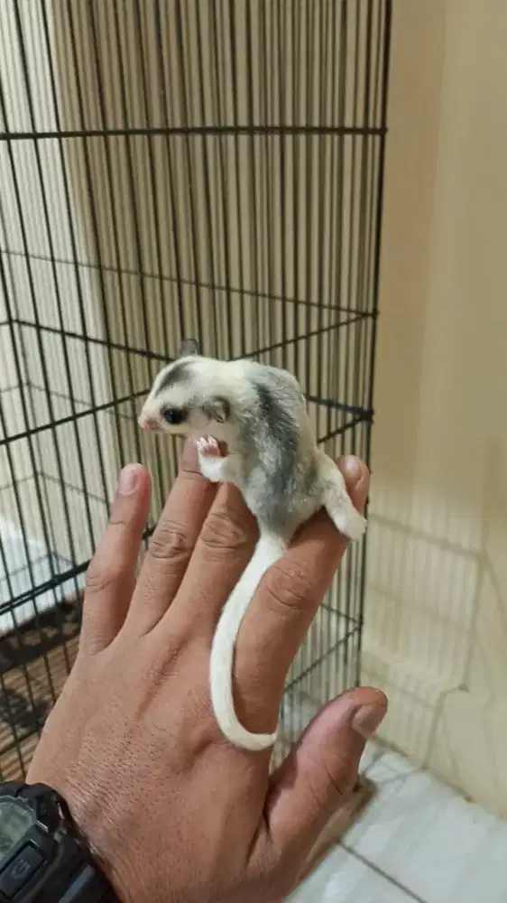 Sugar glider Mozaik white face betina