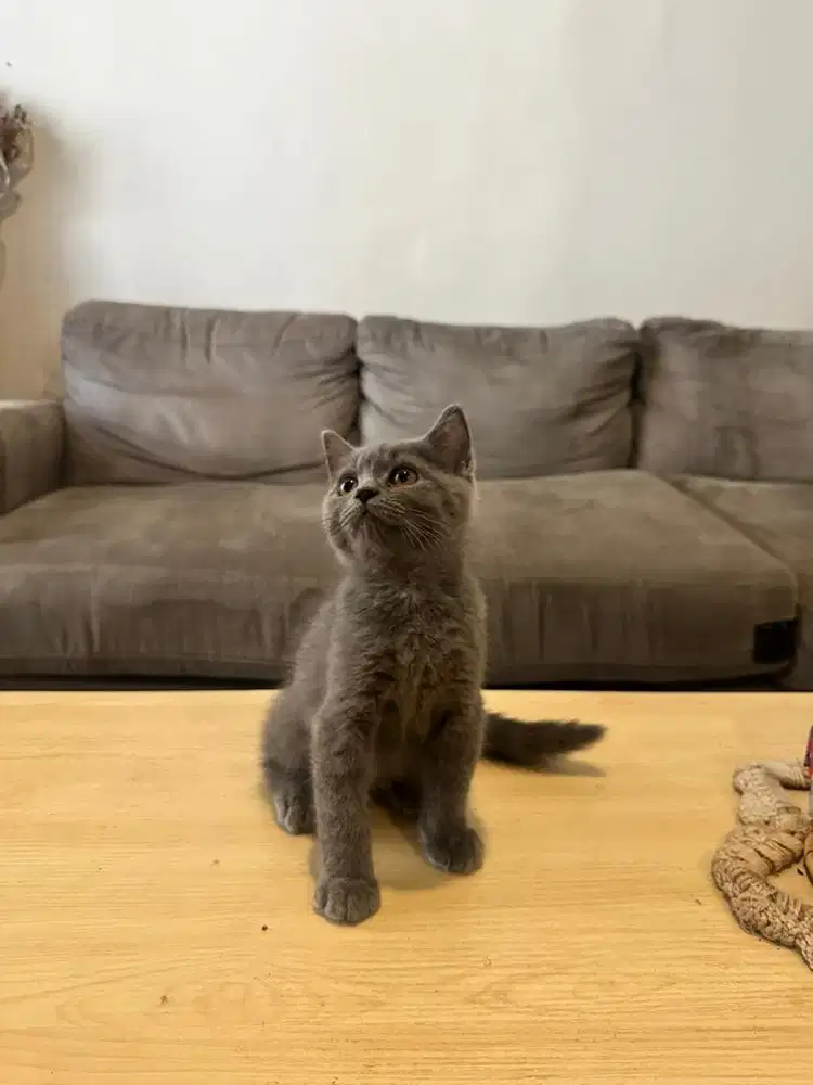 Kitten British Shorthair BSH Blue Solid Jantan