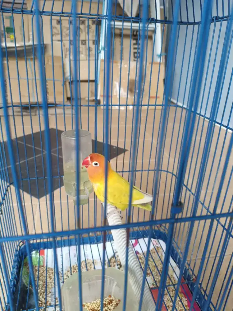 Dijual Lovebird Paskun - Sehat, Lincah & Aktif!