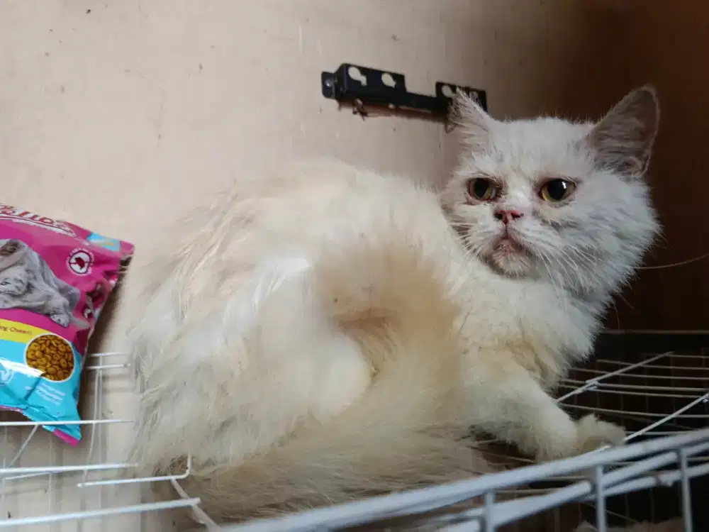 Betina Indukan Flatnose Siap Jadi Breed