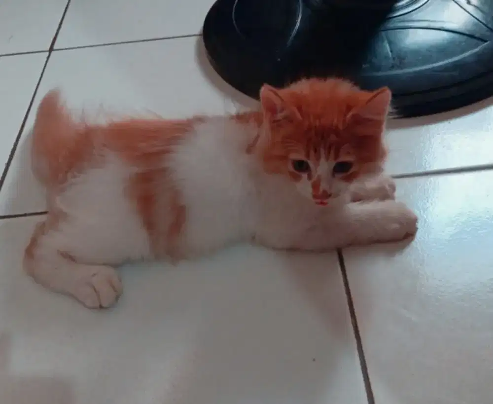 Kitten persia Secepatnya jual/mahar