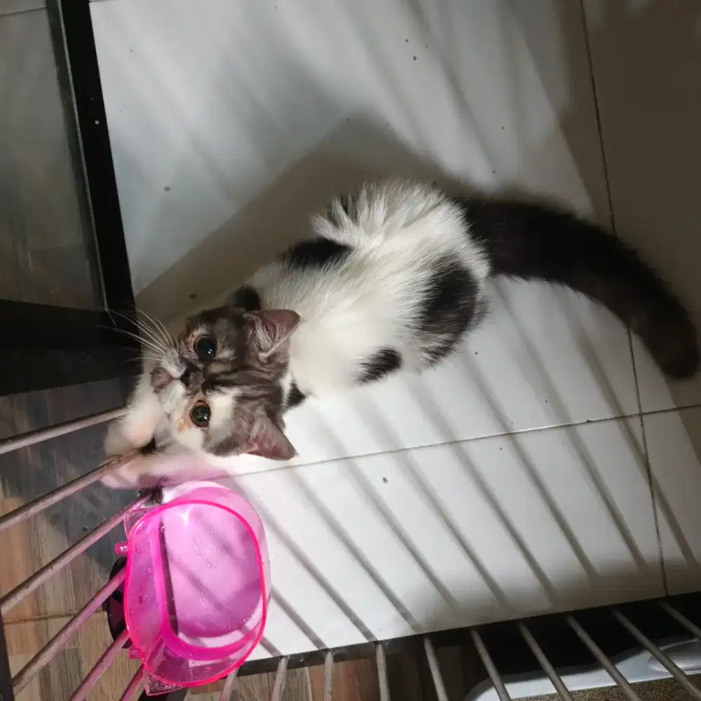 Kucing jantan peaknose exotic