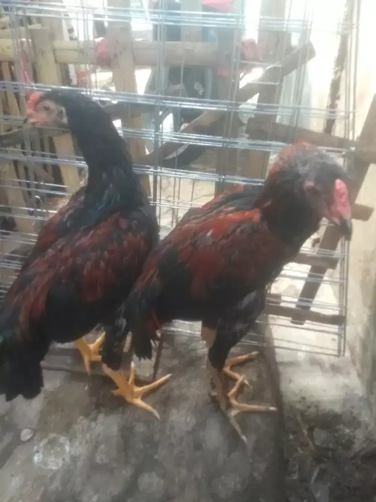 Ayam Bangkok × pakoi muda