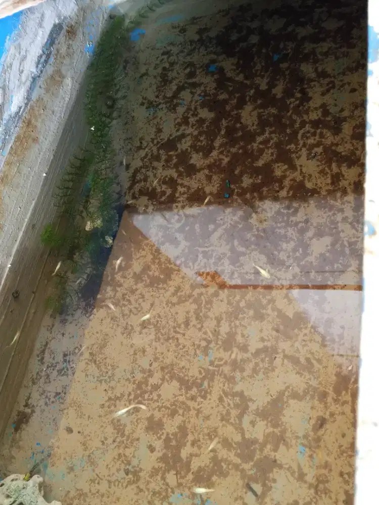 Ikan Guppy aneka warna