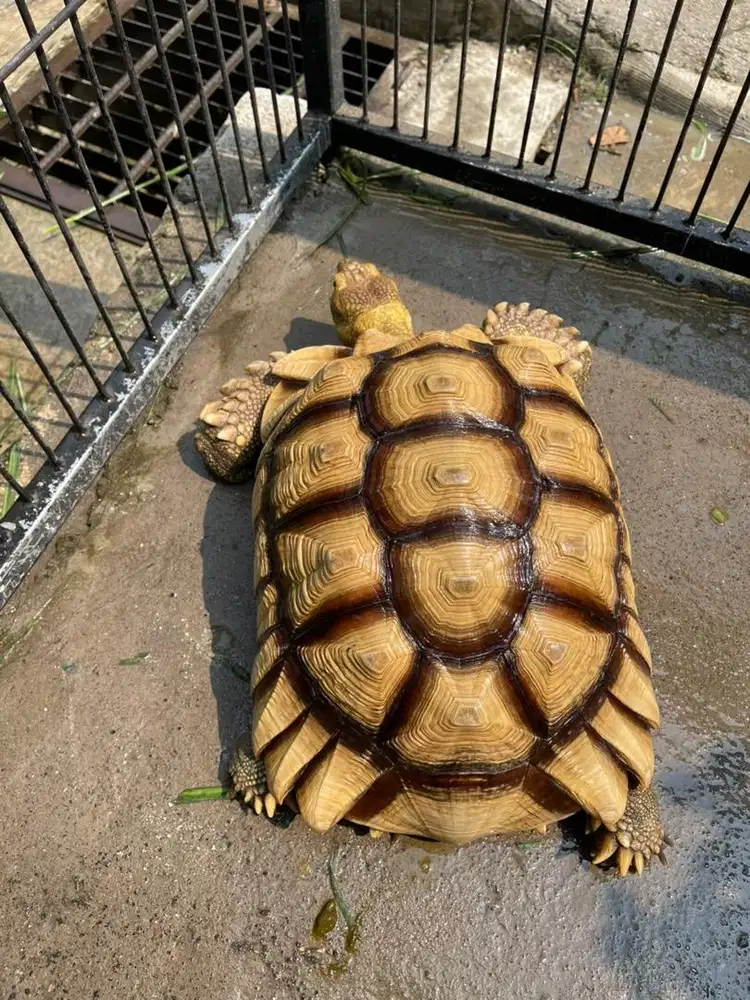 Kura kura darat sulcata jantan