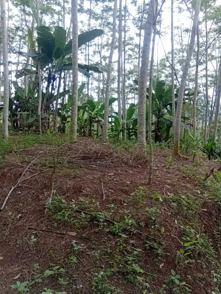 DIJUAL CEPAT TANAH PERTANIAN