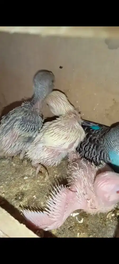 Burung parkit lolohan
