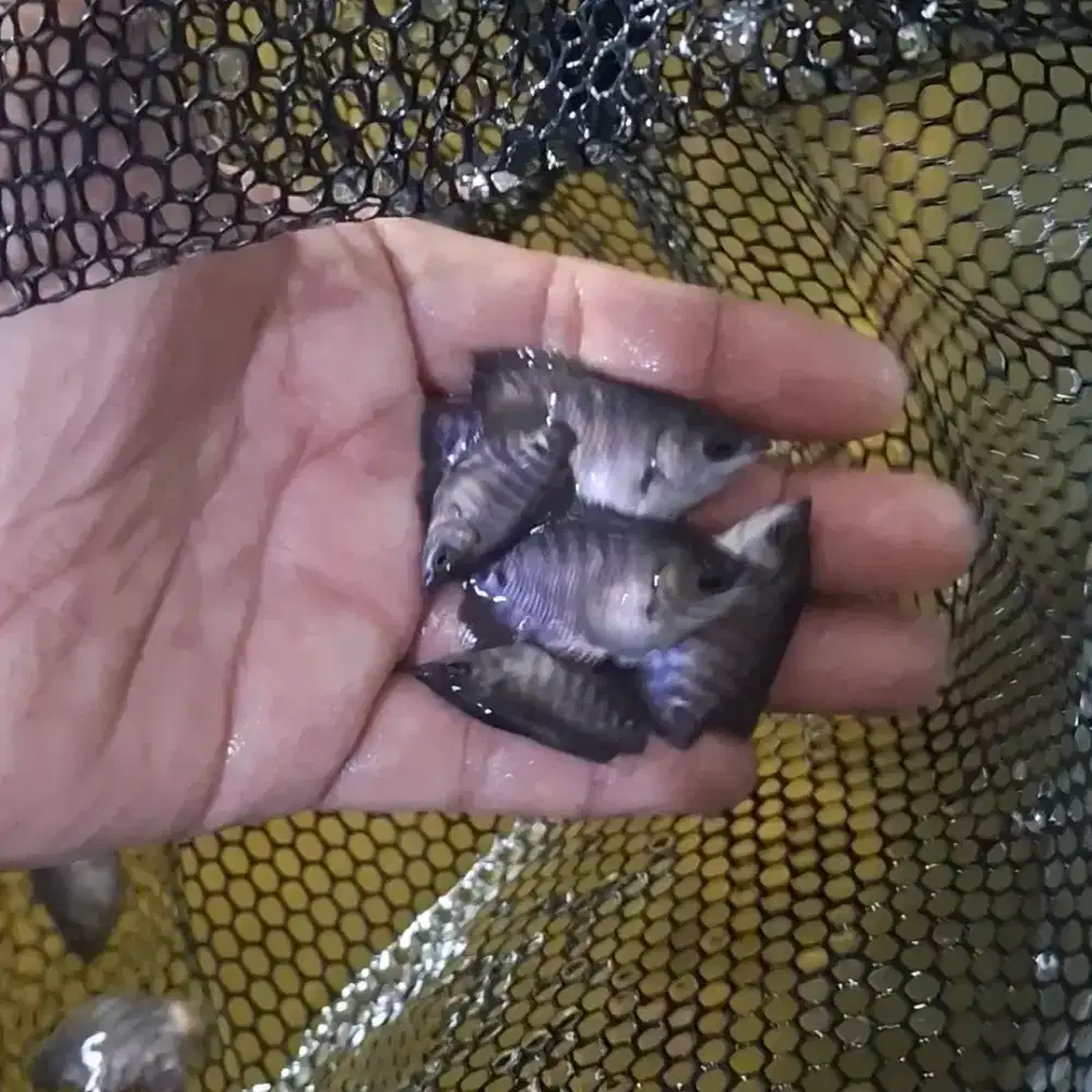 Bibit Ikan Gurame Soang gurso