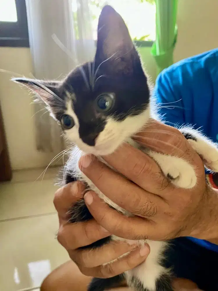 kucing ns munchkin betina