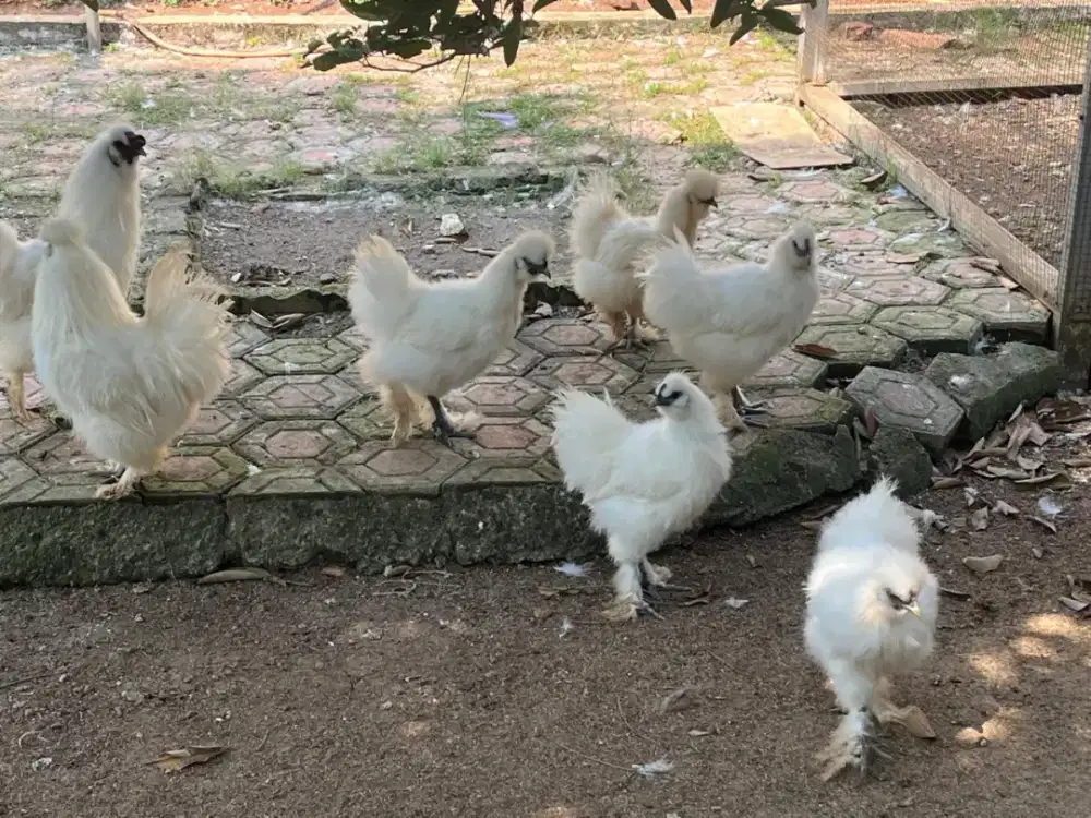 Ayam silky usia 7 bulan