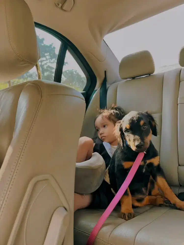 Rottweiler betina
