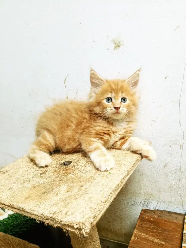 Kitten MaineCoon Jantan Pure No mix.
