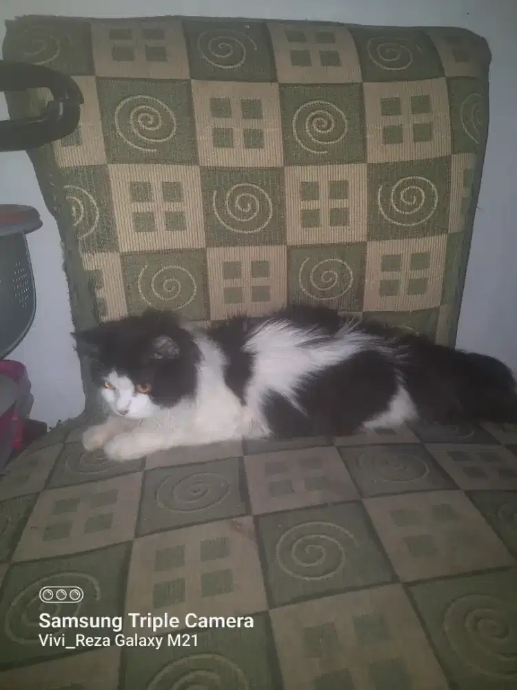 Kitten persia usia 5bulan betina